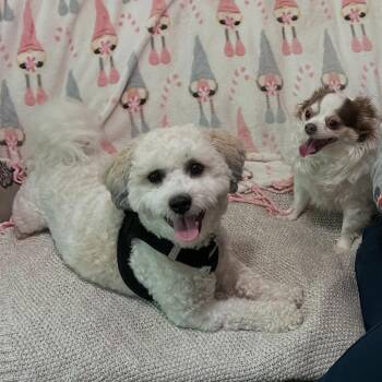 Bichon Frise and Shih Tzu Dogs Available for Adoption in East Greenwich Township, New Jersey - Scout | PetCurious