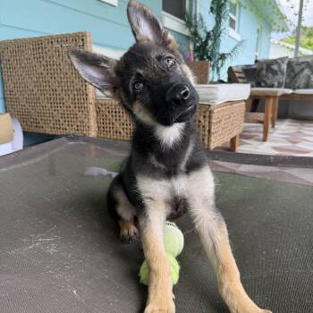 Luca -  German Shepherd Dog Dog for Adoption in Groveland, Florida - Luca | PetCurious