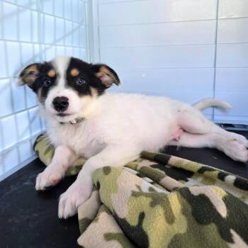 Yahtzee (Tan Collar) -  Cattle Dog and Great Pyrenees Dog for Adoption in Newport, Tennessee - Yahtzee (Tan Collar) | PetCurious