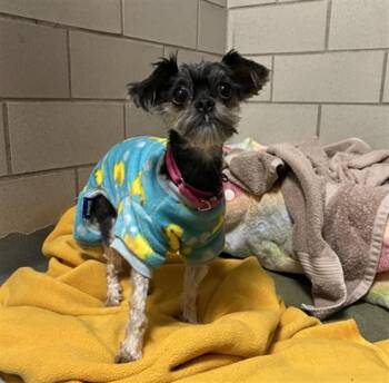 Yorkshire Terrier and Shih Tzu Dogs Available for Adoption in Boston, Massachusetts - PEACH | PetCurious