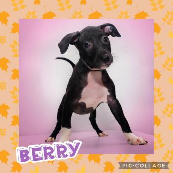 Berry -  Terrier Dog for Adoption in Ringwood, New Jersey - Berry | PetCurious