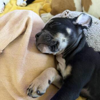 Winston -  Mixed Breed Dog for Adoption in West Olive, Michigan - Winston | PetCurious