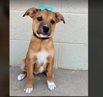 Taka -  Shepherd Dog for Adoption in Uxbridge, Massachusetts - Taka | PetCurious