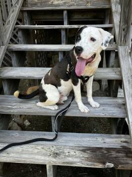 Scooter -  American Bulldog Dog for Adoption in Norfolk, Massachusetts - Scooter | PetCurious
