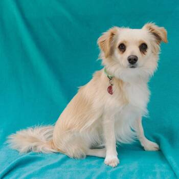 BEAR -  Chihuahua and Mixed Breed Dog for Adoption in Richmond, California - BEAR | PetCurious