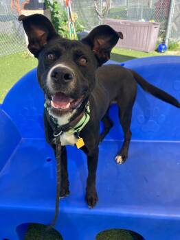 Super Nova -  Retriever Dog for Adoption in Cleveland, Ohio - Super Nova | PetCurious