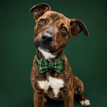 Mixed Breed Dogs Available for Adoption in Binghamton, New York - Howlapeno | PetCurious