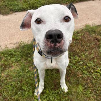 Harley -  Mixed Breed Dog for Adoption in Davenport, Iowa - Harley | PetCurious