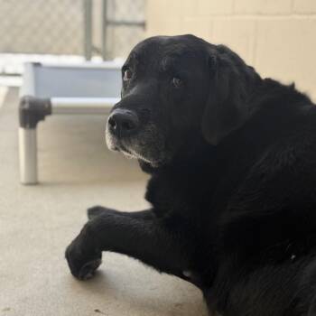 Black Labrador Retriever Dogs Available for Adoption in Reno, Nevada - Willy | PetCurious