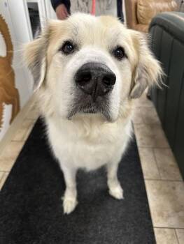 Great Pyrenees Dogs Available for Adoption in Pacific, Missouri - HUDSON | PetCurious