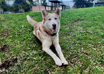 Rescue Siberian Husky Dogs for Adoption in San Gabriel, California - Astra | PetCurious