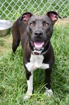 Rescue Pit Bull Terrier Dogs for Adoption in Eagle, Idaho - Pastel **Courtesy Post. Out Of Town Pet. See Below For Details** | PetCurious