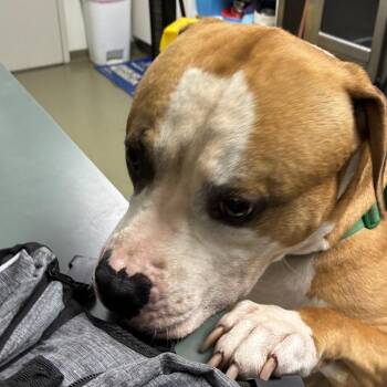71645 -  Mastiff and Mixed Breed Dog for Adoption in Harrisonburg, Virginia - 71645 | PetCurious