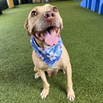 Miss Bam Bam -  Labrador Retriever and Mixed Breed Dog for Adoption in West Palm Beach, Florida - Miss Bam Bam | PetCurious