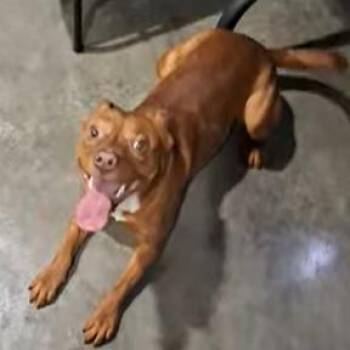 Mary -  Mixed Breed Dog for Adoption in Hannibal, Missouri - Mary | PetCurious
