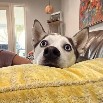 Klee Kai and Husky Dogs Available for Adoption - Bean Sprout The 30 Lb Adorable Mini Husky | PetCurious