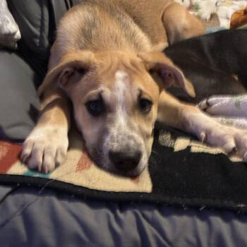 Australian Shepherd Dogs Available for Adoption - Goose | PetCurious