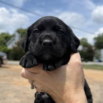Anna Karenina -  Beagle and Boykin Spaniel Dog for Adoption in Columbia, South Carolina - Anna Karenina | PetCurious