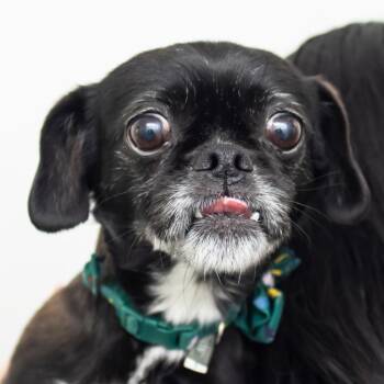 Morgan -  Mixed Breed Dog for Adoption in Middletown, Rhode Island - Morgan | PetCurious