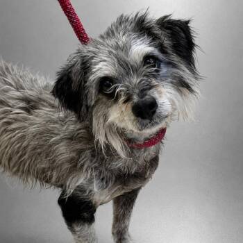 Scotty -  Schnauzer Dog for Adoption in Fresno, California - Scotty | PetCurious