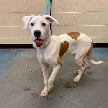 Mixed Breed Dogs Available for Adoption in Memphis, Tennessee - Roscoe | PetCurious