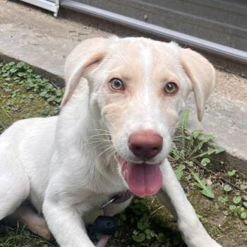 Milky Way -  Labrador Retriever and Mixed Breed Dog for Adoption in Clarksville, Arkansas - Milky Way | PetCurious