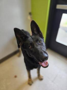German Shepherd Dog Dogs Available for Adoption in Kent, Washington - LUDA | PetCurious