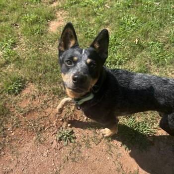 Firefly -  Mixed Breed Dog for Adoption in Auburn, Alabama - Firefly | PetCurious