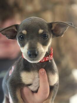 Miniature Pinscher and Chihuahua Dogs Available for Adoption in Herald, California - Baby Blue | PetCurious