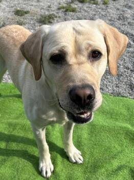 Trooper -  Yellow Labrador Retriever Dog for Adoption in Kellogg, Idaho - Trooper | PetCurious