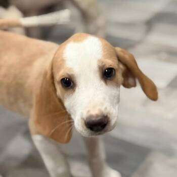 Andra -  Hound and Mixed Breed Dog for Adoption in Fredericksburg, Virginia - Andra | PetCurious