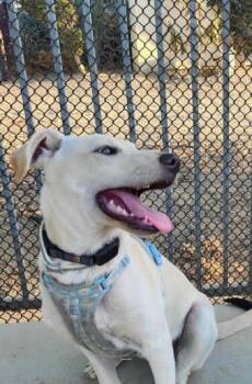 Brittney -  German Shepherd Dog and Labrador Retriever Dog for Adoption in Lancaster, California - Brittney | PetCurious