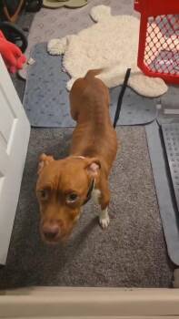 Ginger Moon -  Pit Bull Terrier Dog for Adoption in Salisbury, Maryland - Ginger Moon | PetCurious