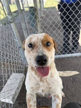 ODIE -  Australian Cattle Dog Blue Heeler and Mixed Breed Dog Available for Adoption in Corpus Christi, Texas - ODIE | PetCurious
