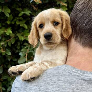 Fig - Costa Mesa Location *Available 8/15* -  Beagle and Basset Hound Dog for Adoption in Chino Hills, California - Fig - Costa Mesa Location *Available 8/15* | PetCurious