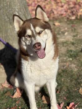 Rescue Husky Dogs for Adoption in Springfield, Illinois - Drake | PetCurious