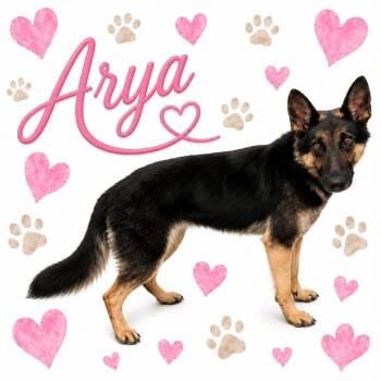 Arya -  Mixed Breed Dog for Adoption in Memphis, Tennessee - Arya | PetCurious