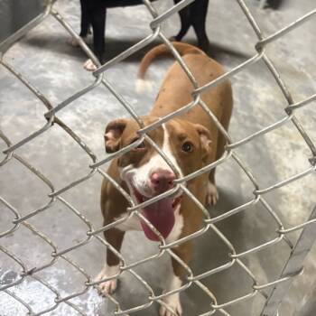 Rescue Mixed Breed Dogs for Adoption in Savannah, Georgia - Pupkin Pie | PetCurious