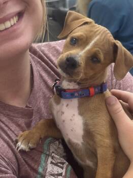 Bucket -  Chihuahua Dog for Adoption in Sonora, California - Bucket | PetCurious