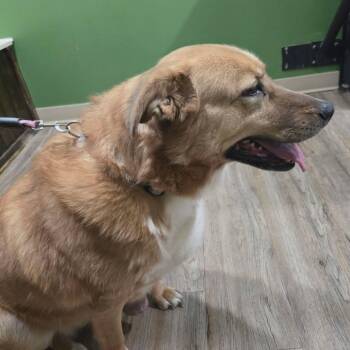 Kara -  Golden Retriever and German Shepherd Dog Dog for Adoption in Gordonsville, Tennessee - Kara | PetCurious