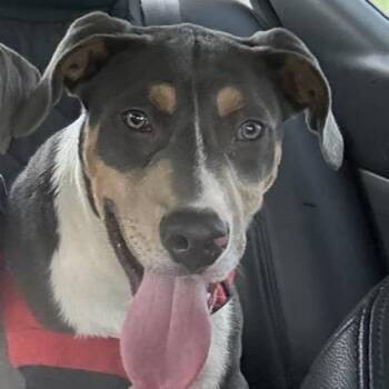 Valentino -  American Staffordshire Terrier Dog for Adoption in Lancaster, South Carolina - Valentino | PetCurious