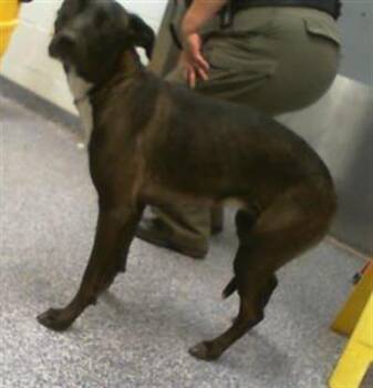 JANICE -  German Shepherd Dog and Mixed Breed Dog for Adoption in Charlotte, North Carolina - JANICE | PetCurious