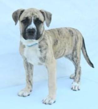 Hound and Mixed Breed Dogs Available for Adoption in Kansas City, Missouri - Fantasia | PetCurious