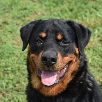Mordu -  Rottweiler Dog for Adoption in Auburn, Nebraska - Mordu | PetCurious
