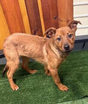 Staffordshire Bull Terrier and Mixed Breed Dogs Available for Adoption in Houston, Texas - CAROL | PetCurious