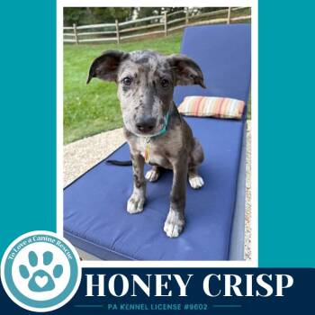 Honey Crisp (Apple Bobbers) 102426 -  Shepherd and Cattle Dog Dog for Adoption in Kimberton, Pennsylvania - Honey Crisp (Apple Bobbers) 102426 | PetCurious