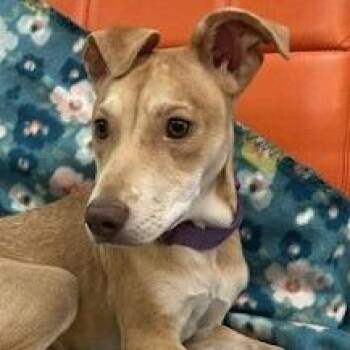 Terrier Dogs Available for Adoption in Calverton, New York - Theodore | PetCurious