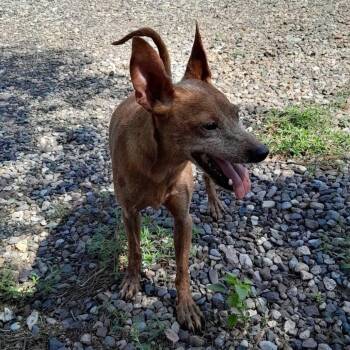 (COD) Peanut -  Miniature Pinscher Dog for Adoption in Douglas, Arizona - (COD) Peanut | PetCurious