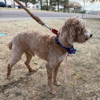 Golden Retriever and Poodle Dogs Available for Adoption in Parker, Colorado - 506 (2026) Fred | PetCurious