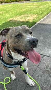 Rescue American Bulldog and Mixed Breed Dogs for Adoption in Doral, Florida - CHOLO | PetCurious